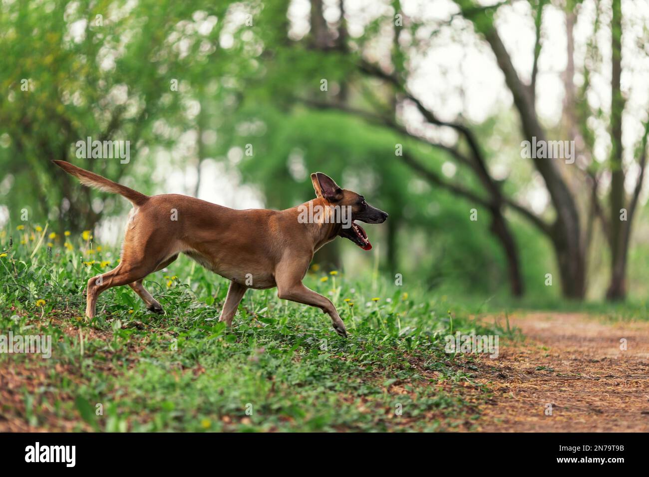 Belgian shepherd malinois walking in the green park Stock Photo Alamy