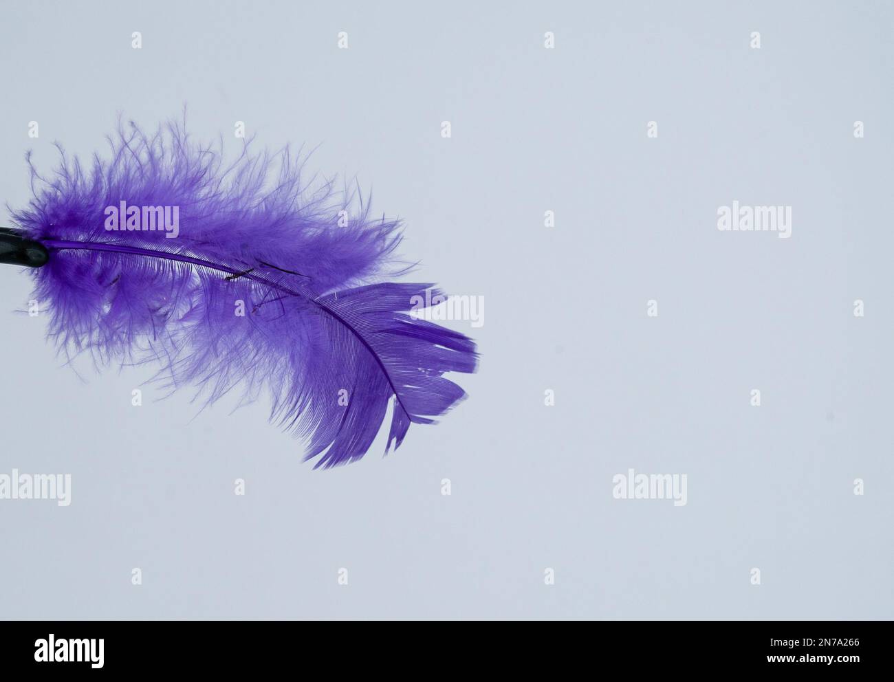 8,833 Purple Feathers Stock Photos, High-Res Pictures, and Images - Getty  Images