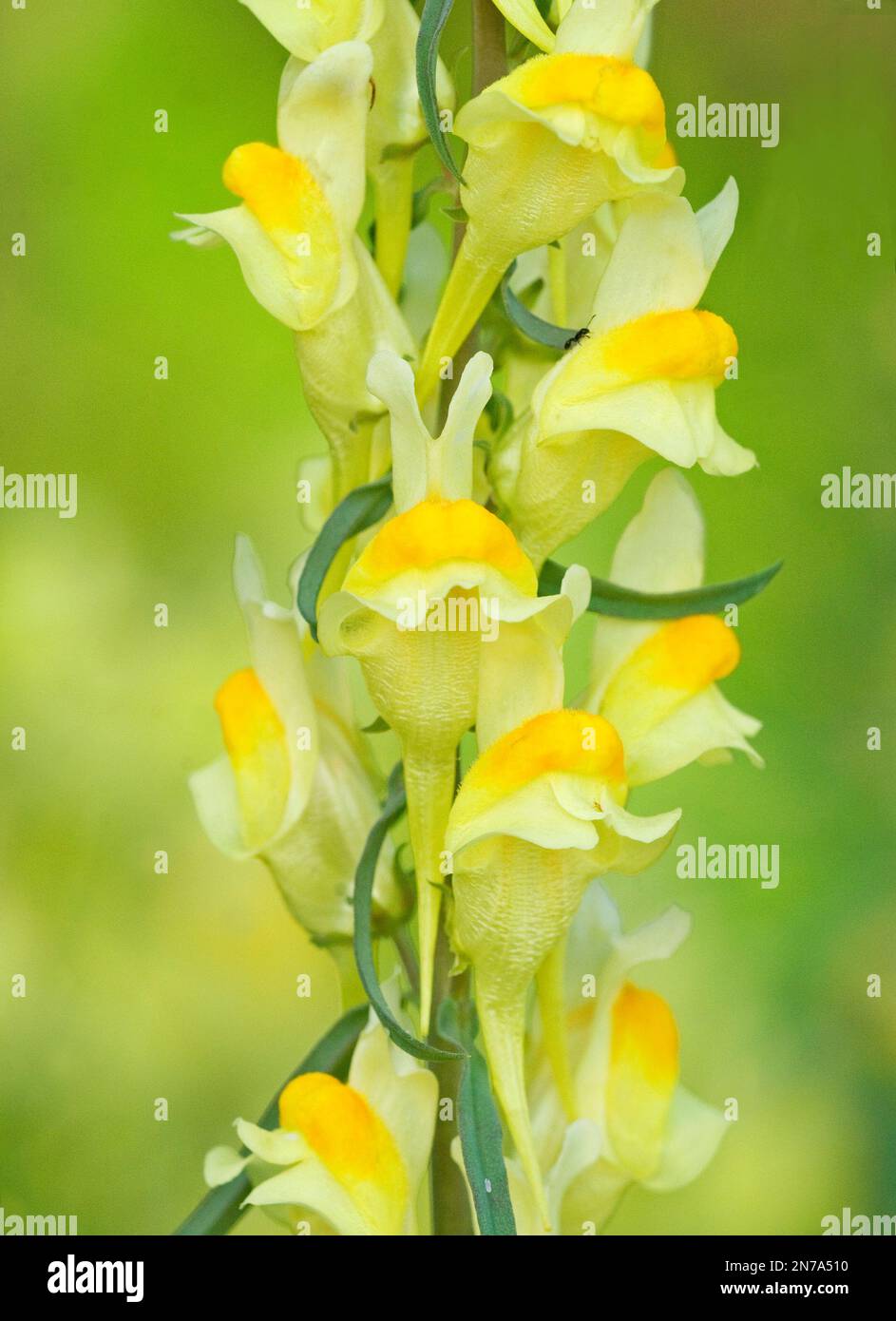 Butter and Eggs wildflower Linaria Vulgaris Stock Photo Alamy