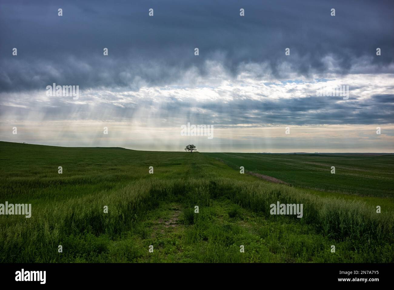 A single tree stands along the horizon in a field of grass as storm clouds rain on the landscape below. Stock Photo