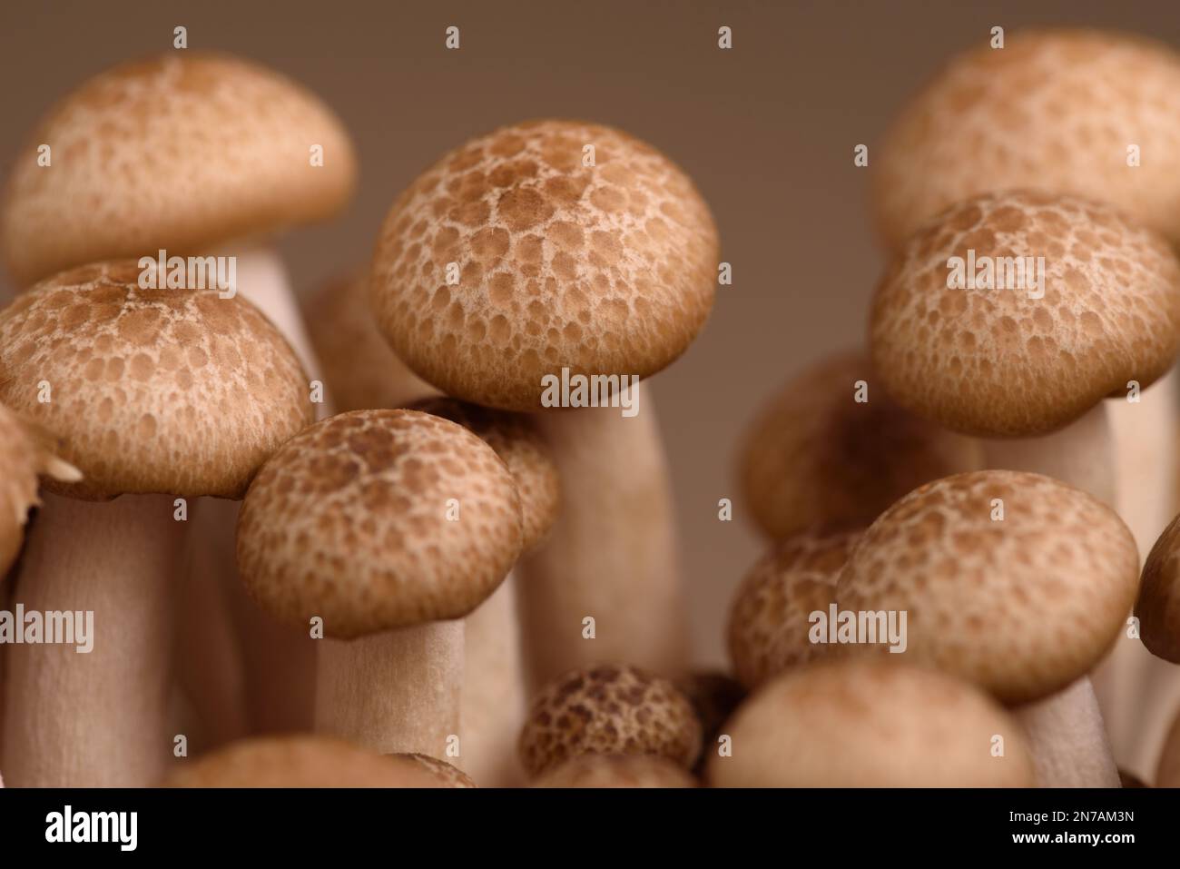 Brown shimeji edible mushrooms Shimeji native to East Asia, buna