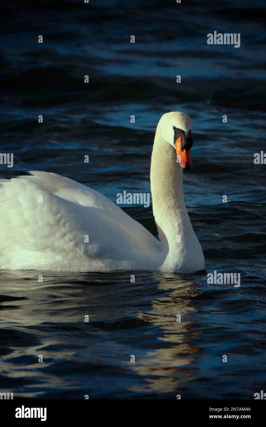 A closeup of a white beautiful swan swimming peacefully in a pond Stock ...