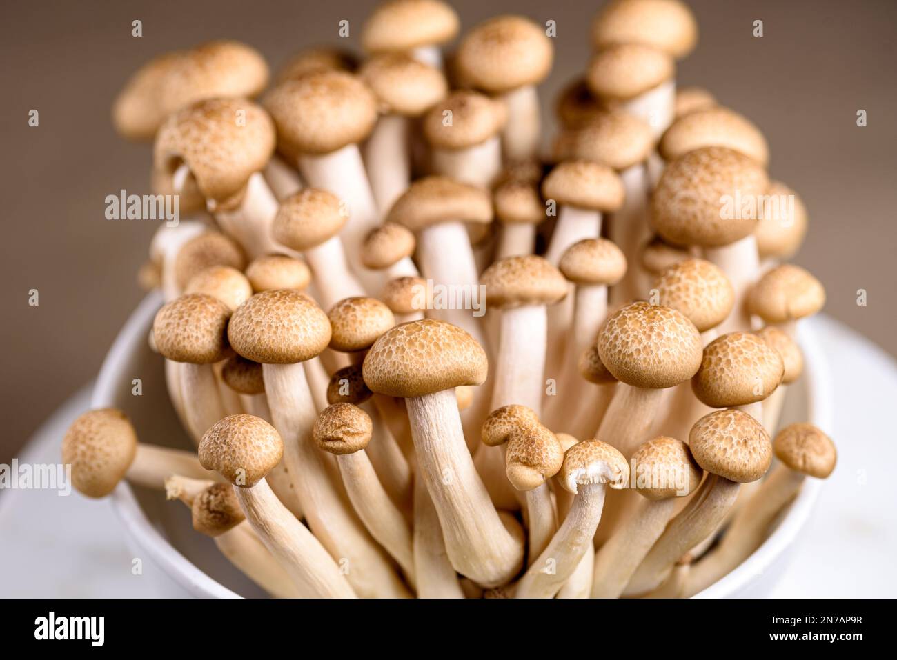 Brown shimeji edible mushrooms Shimeji native to East Asia, buna