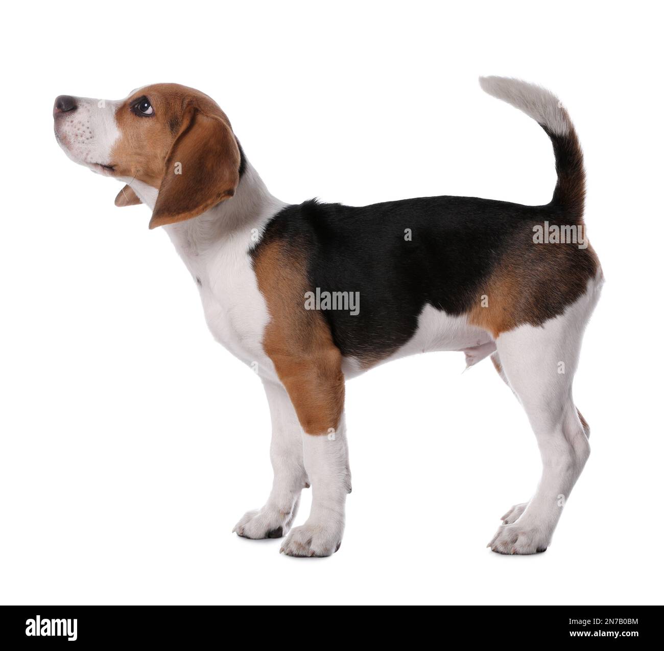 Cute Beagle puppy on white background. Adorable pet Stock Photo - Alamy