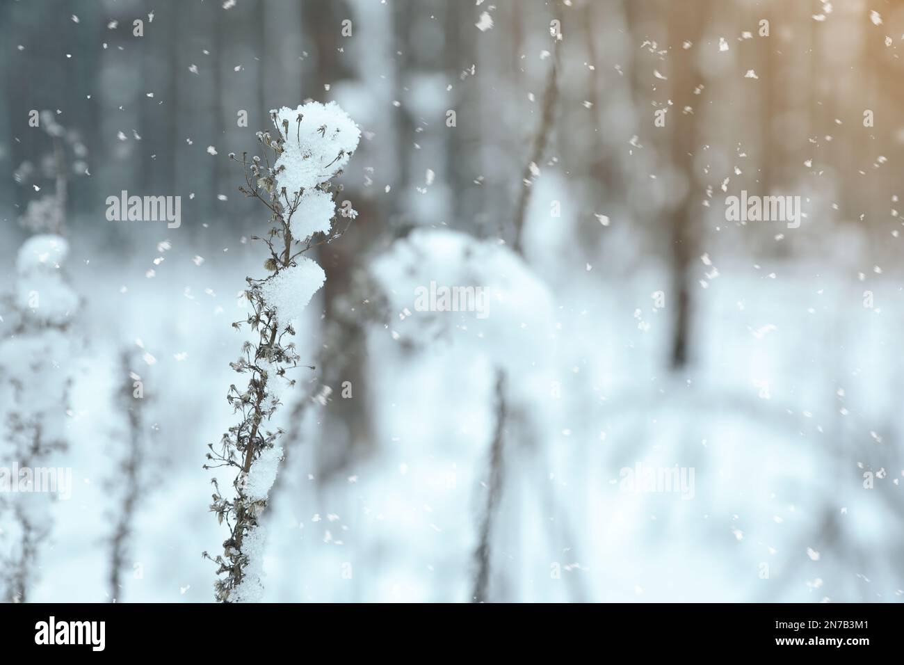 Plant covered with snow near forest in winter, closeup Stock Photo - Alamy