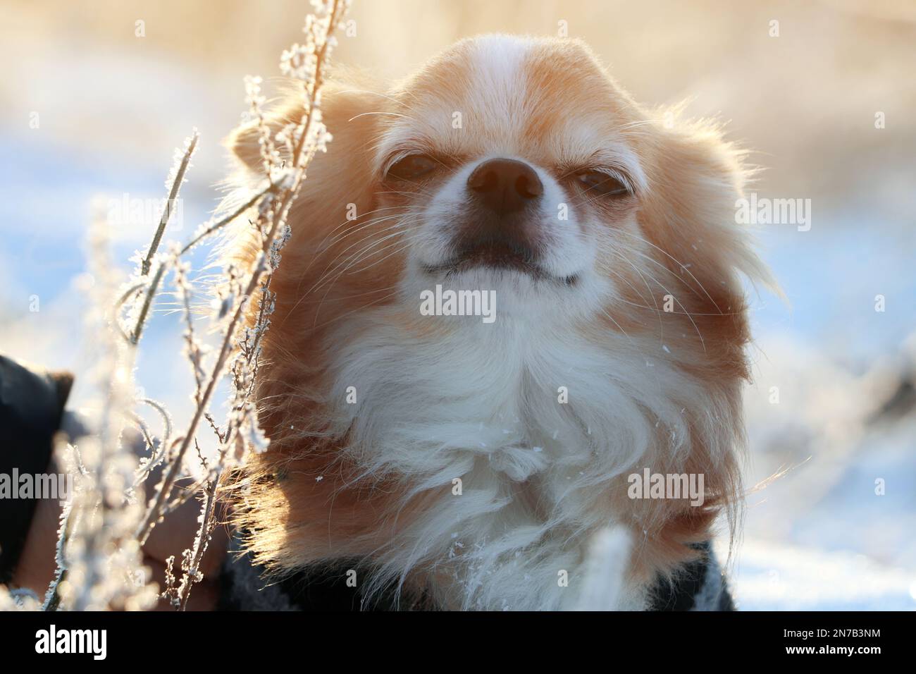 Cute little dog outdoors on winter morning. Snowy weather Stock Photo