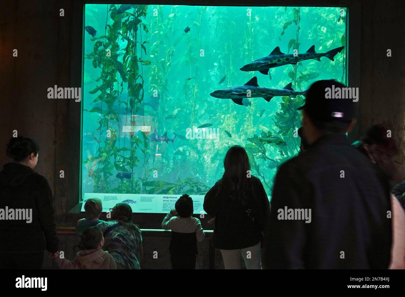 Cannery Row, Monterey, CA, USA. 23rd January, 2023  Sea life at the Monterey Bay Aquarium - here two leopard sharks swim in the big tank as hundreds of tourists watch on Stock Photo