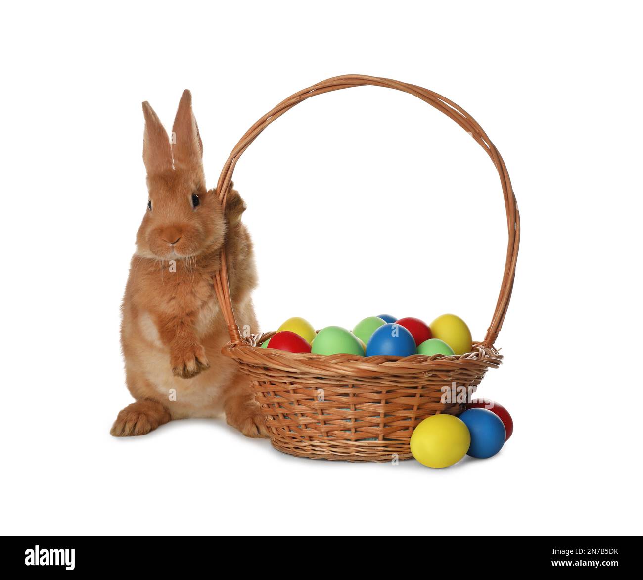 Adorable furry Easter bunny near wicker basket with dyed eggs on white ...