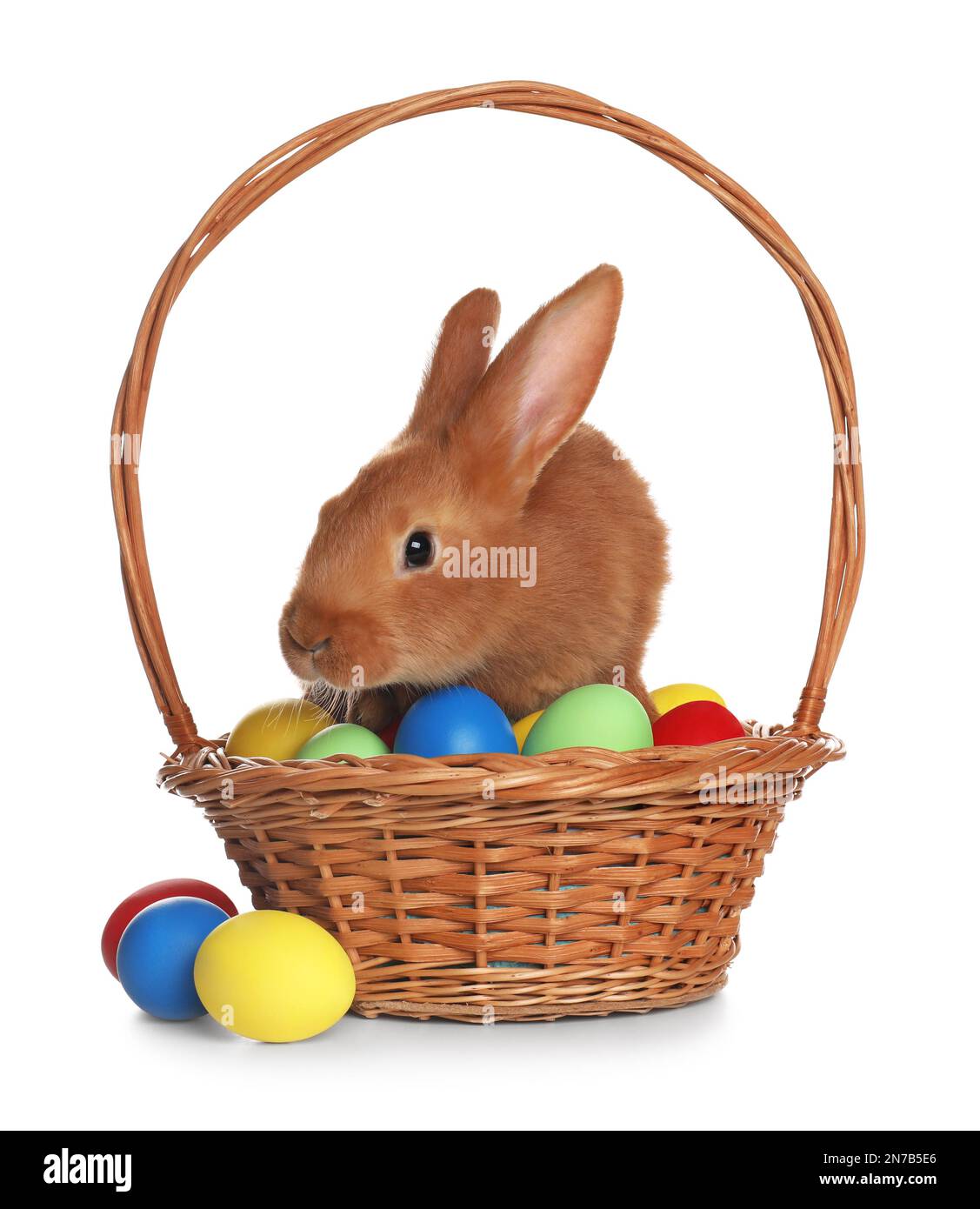 Adorable furry Easter bunny in wicker basket with dyed eggs on white ...