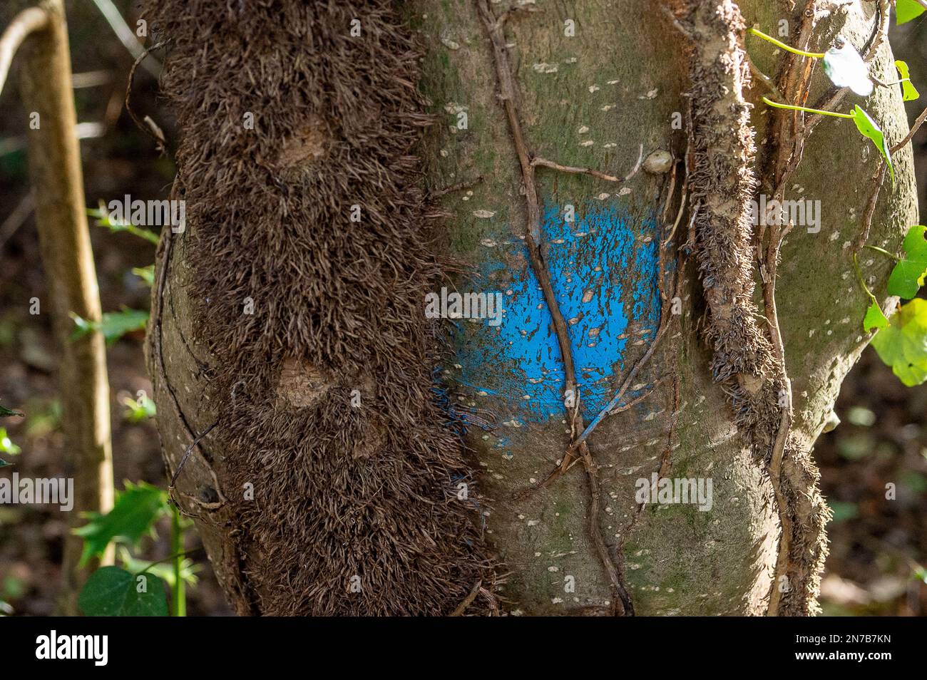 Sunningdale, Ascot, Berkshire, UK. 10th February, 2023. The all too familiar sight of trees marked for felling in woodland that is for sale for property development despite a blanket tree preservation being on the site. Credit: Maureen McLean/Alamy Stock Photo