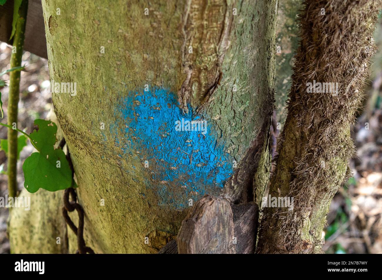 Sunningdale, Ascot, Berkshire, UK. 10th February, 2023. The all too familiar sight of trees marked for felling in woodland that is for sale for property development despite a blanket tree preservation being on the site. Credit: Maureen McLean/Alamy Stock Photo