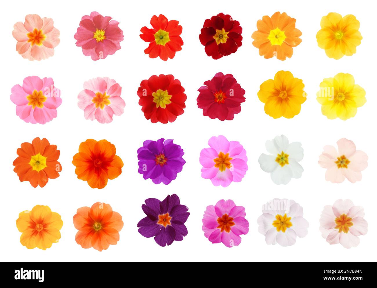 Set with different beautiful primula (primrose) flowers on white background. Spring blossom Stock Photo