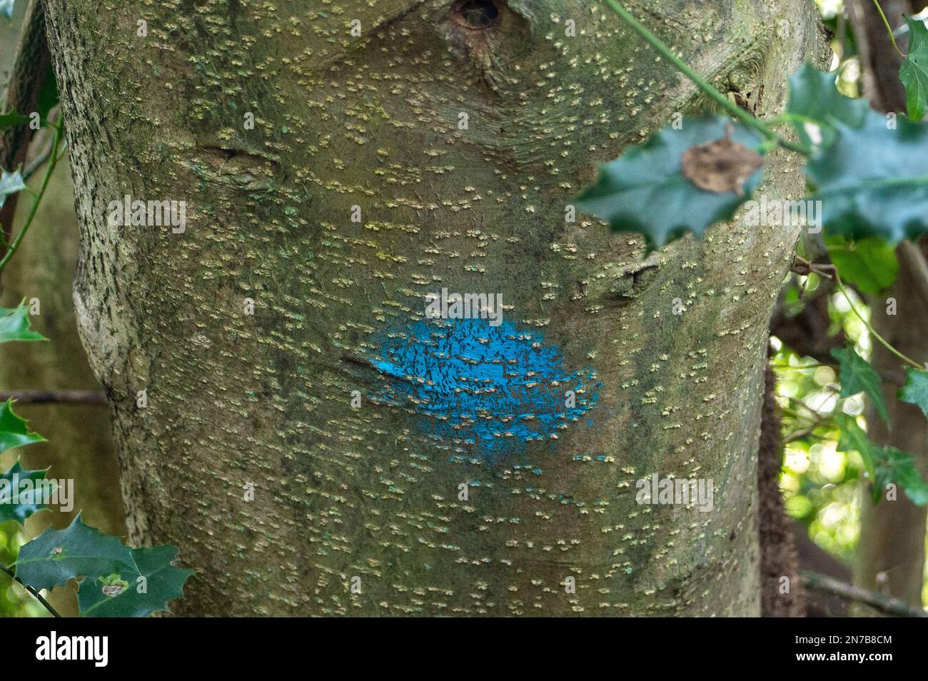 Preservation orders hires stock photography and images Alamy