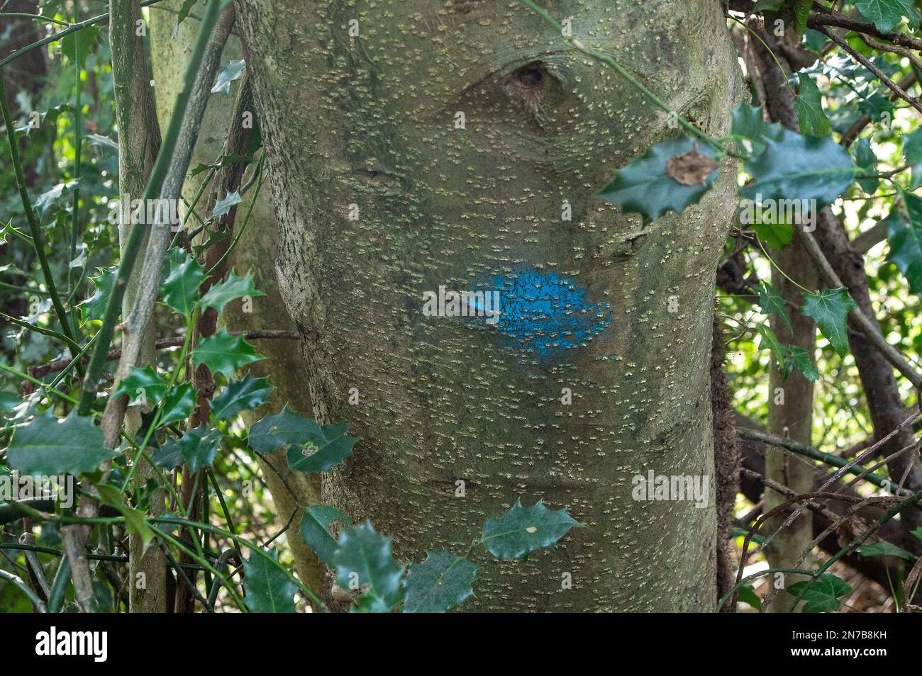 Sunningdale, Ascot, Berkshire, UK. 10th February, 2023. The all too familiar sight of trees marked for felling in woodland that is for sale for property development despite a blanket tree preservation being on the site. Credit: Maureen McLean/Alamy Stock Photo
