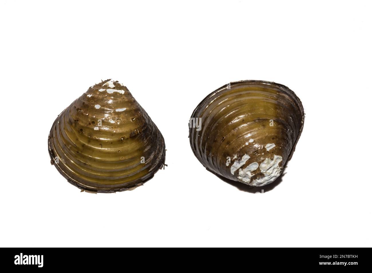 Asian Clam - Corbicula fluminea Stock Photo