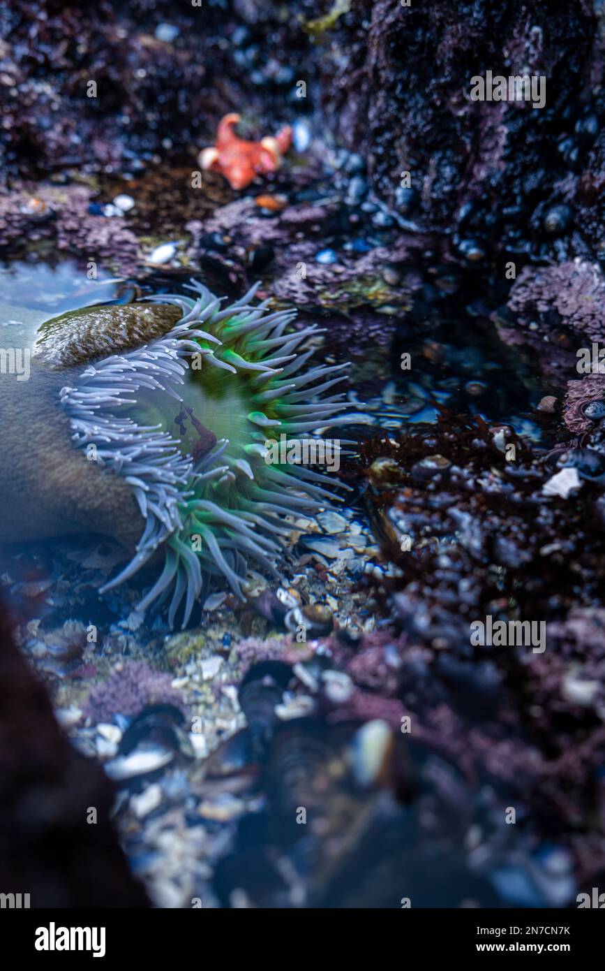 Sea Anemone during low tide at Pt. Pinos Monterey CA Stock Photo