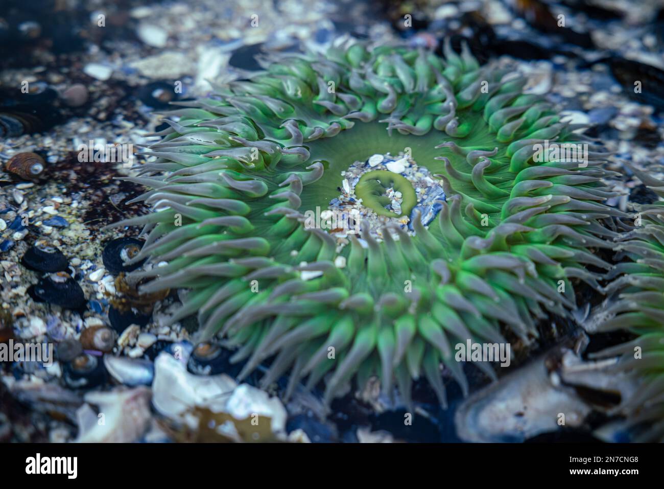 Sea Anemone during low tide at Pt. Pinos Monterey CA Stock Photo