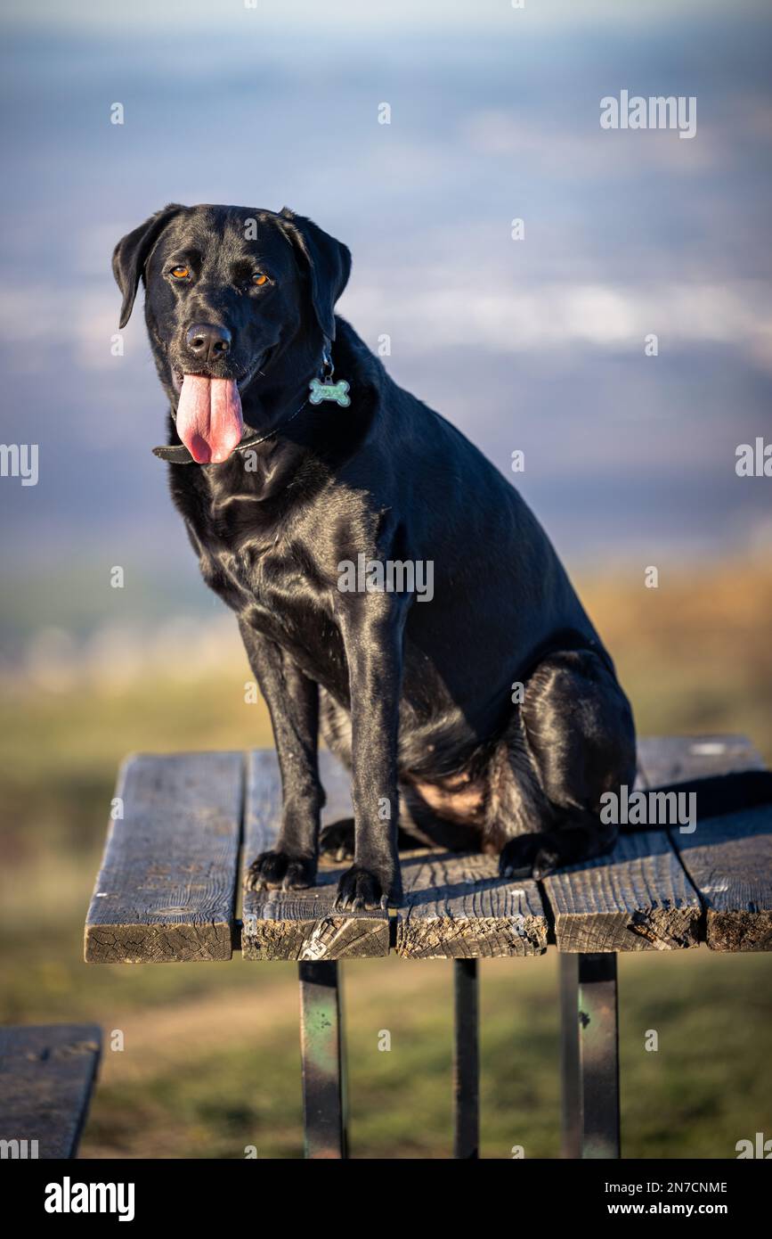A dog sitting on a bench with at Toro Park in Monterey County CA Stock Photo
