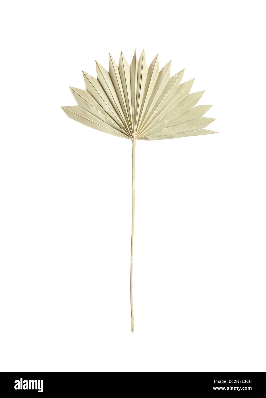 Fan shaped leaf Cut Out Stock Images & Pictures Alamy