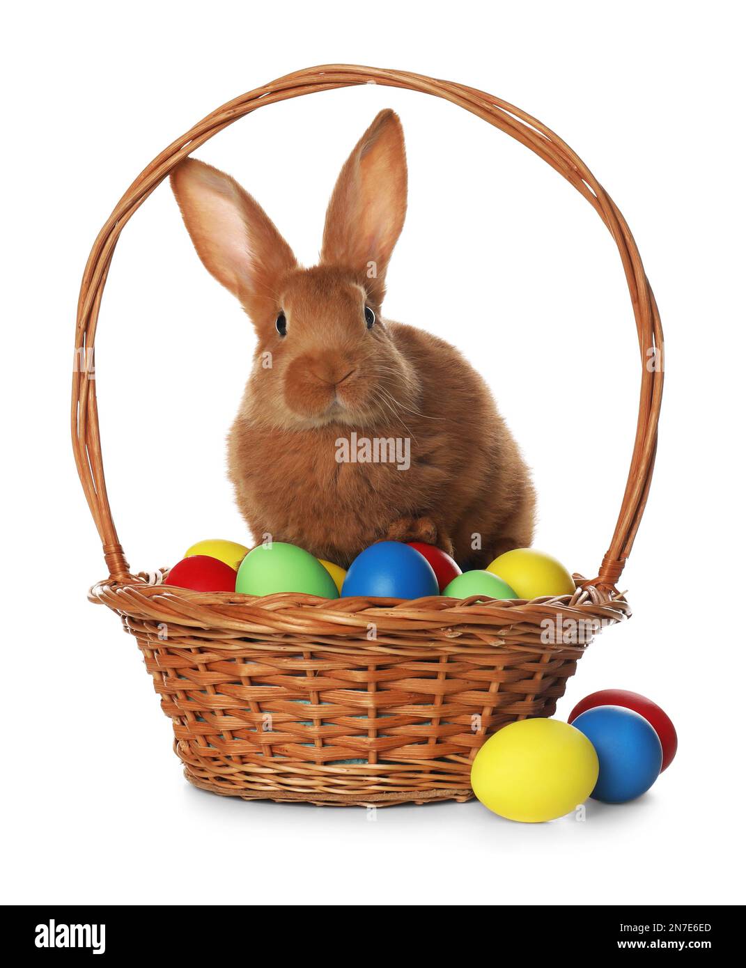 Adorable furry Easter bunny in wicker basket with dyed eggs on white ...