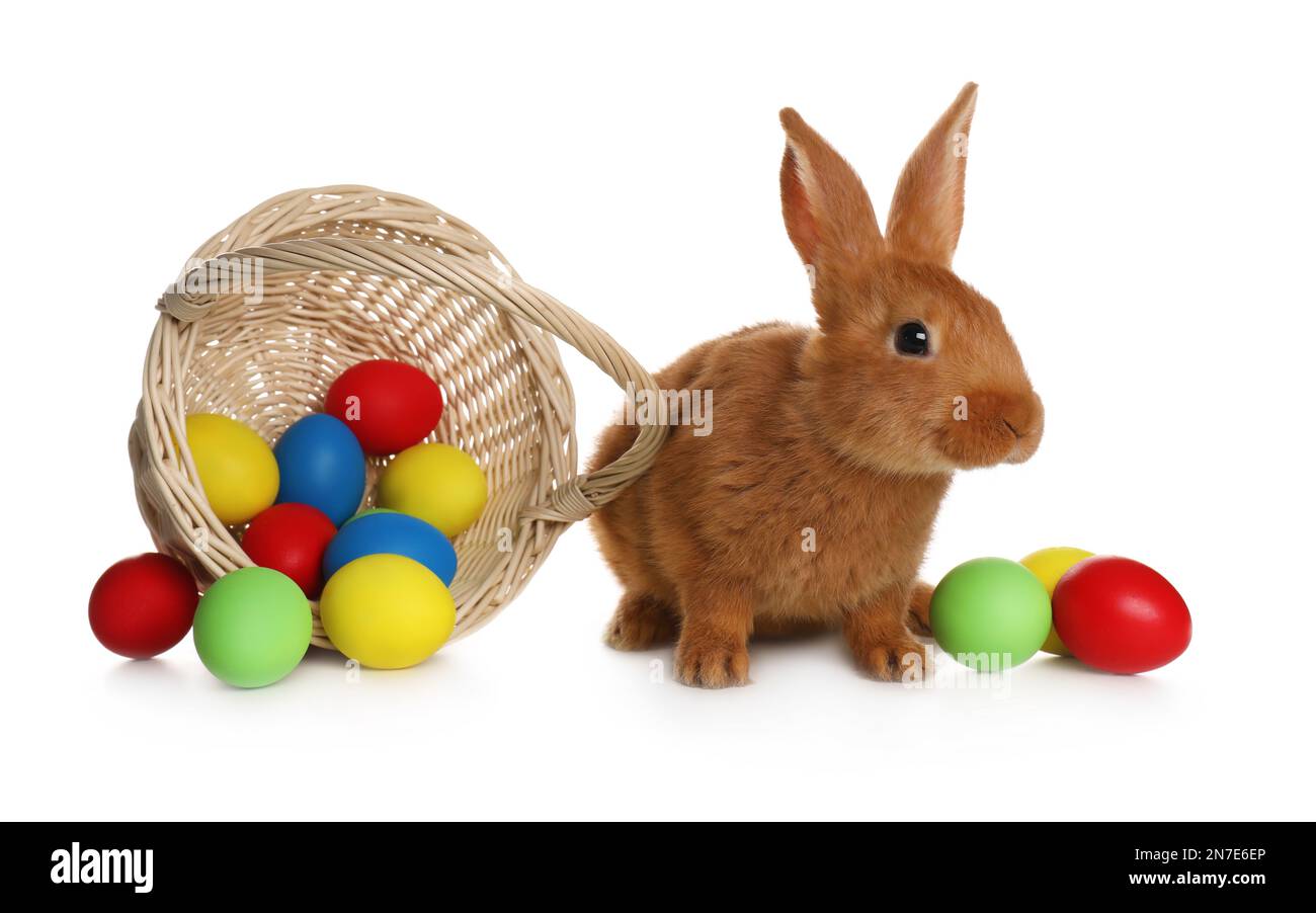 Adorable furry Easter bunny near wicker basket with dyed eggs on white ...