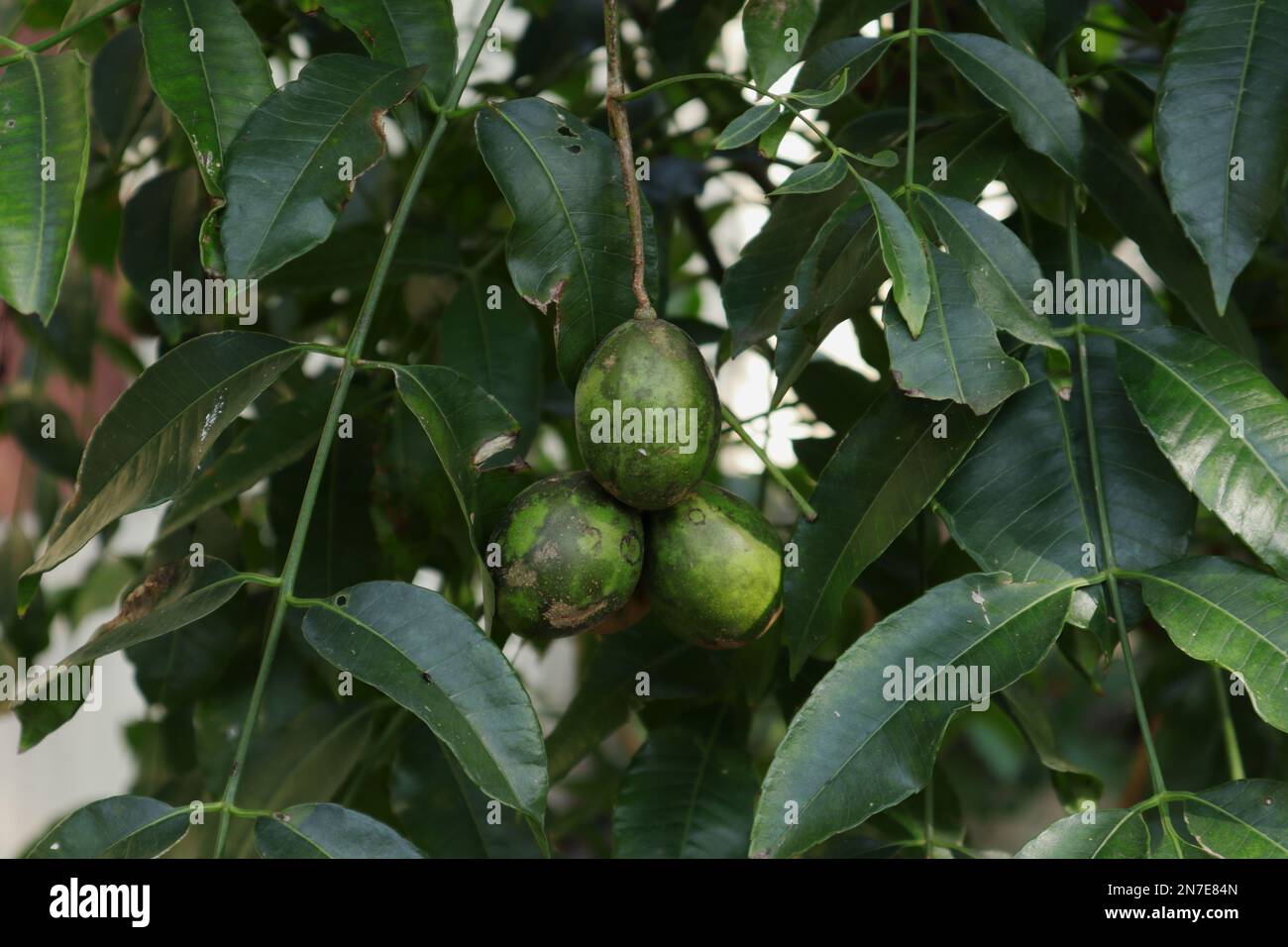 Close up of fruits and leaves of a June plum tree (also known as