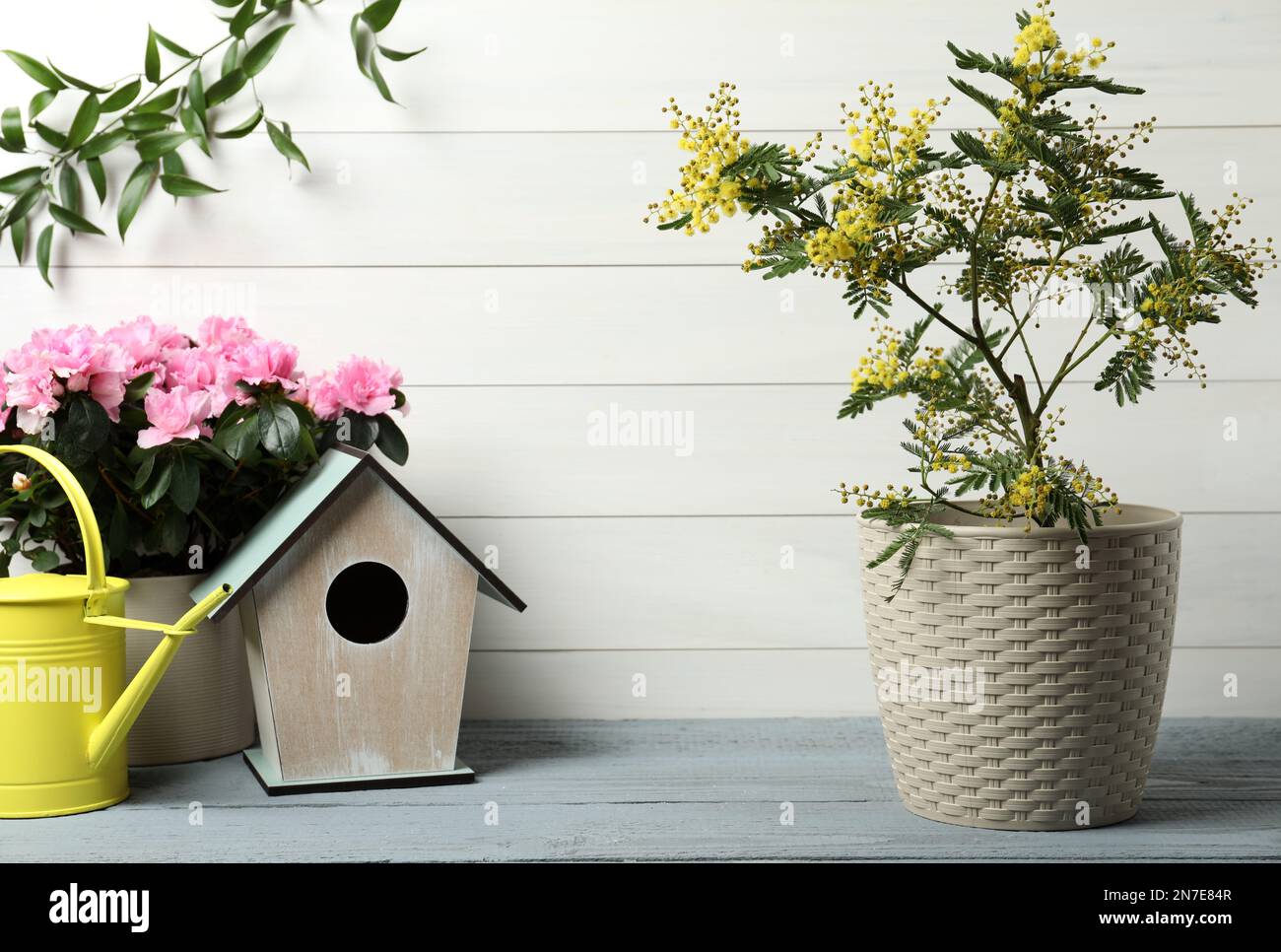 Composition with beautiful mimosa plant in pot near white wooden wall Stock Photo