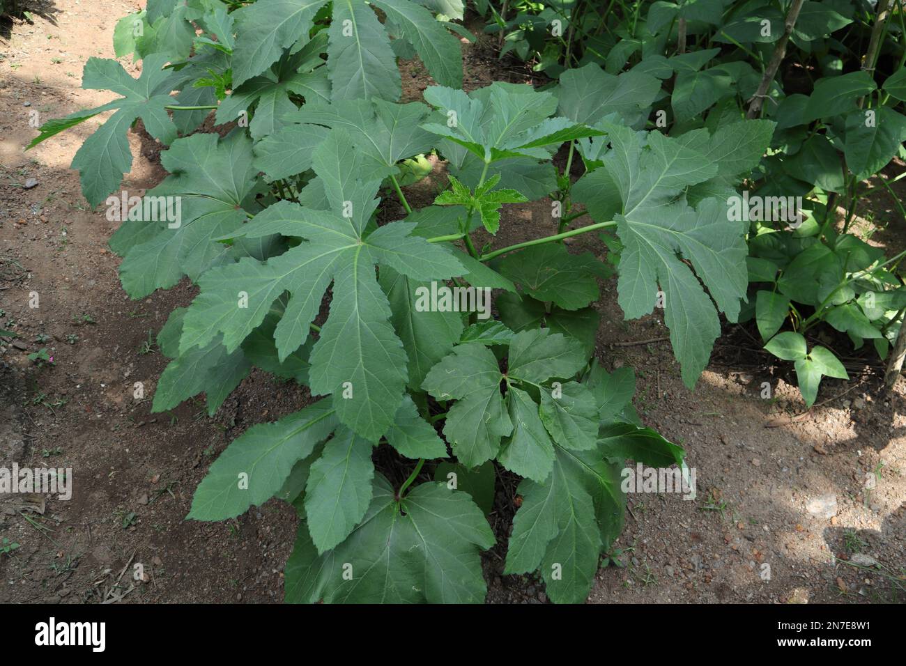 A mature Ladies' fingers or Okra plant (Abelmoschus Esculentus) in the home garden ready for flowering Stock Photo