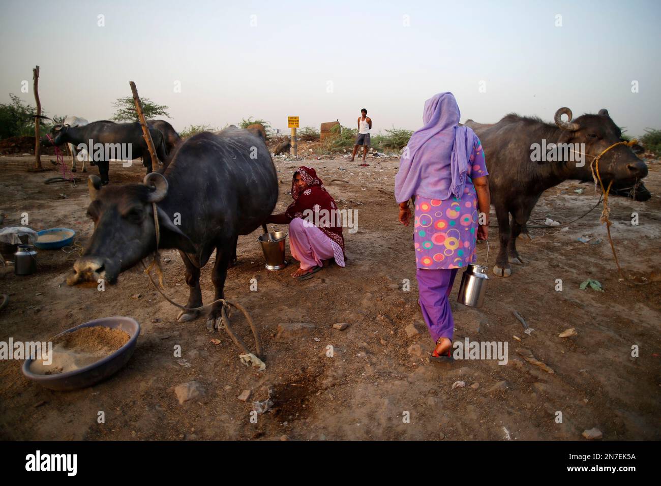 An Indian woman milks a buffalo as a customer arrives to buy fresh milk ...