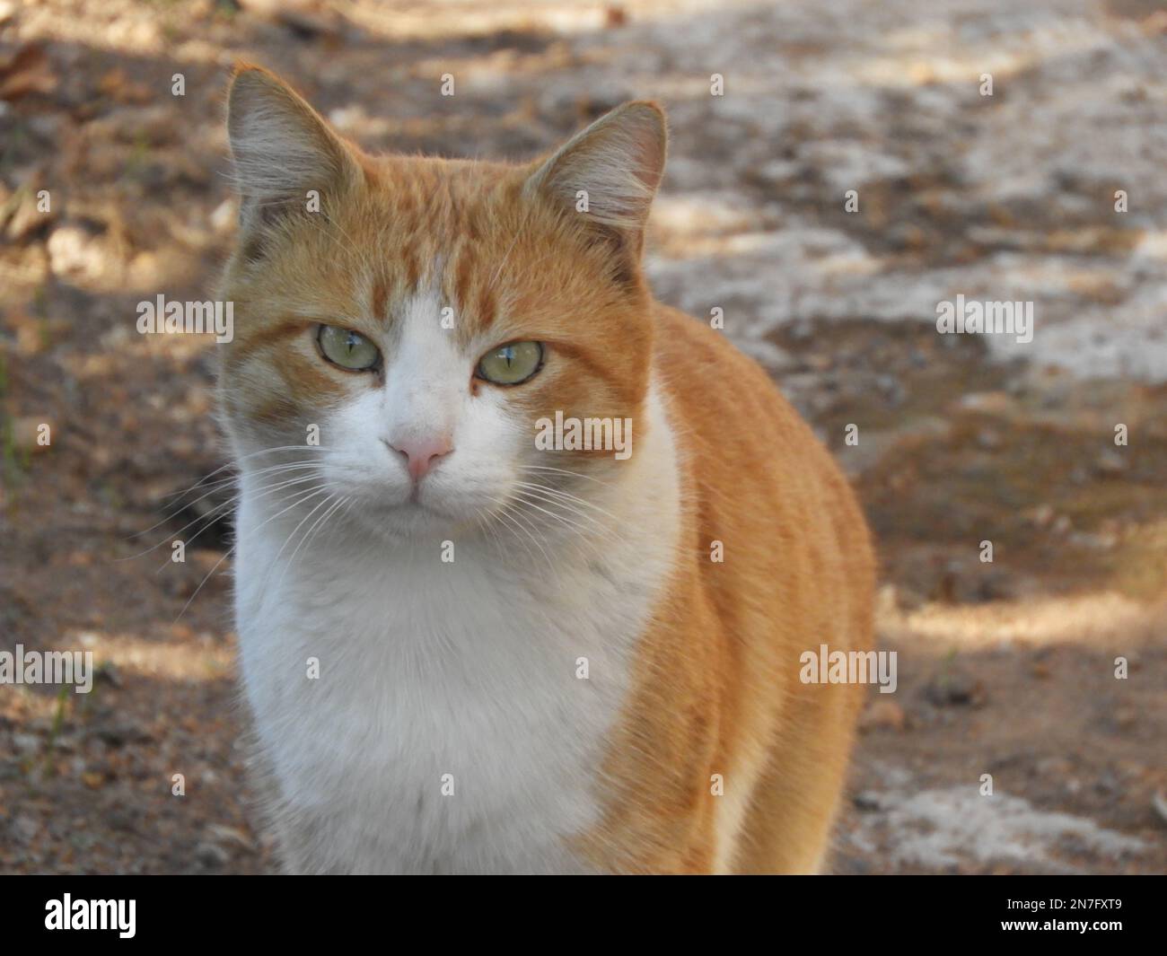 A portrait of a cute Tabby cat looking straight to the camera Stock ...