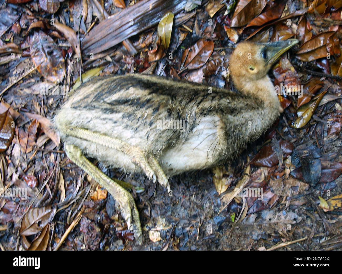 Southern cassowary chick (Casuarius johnsoni) that is very sick and can't stand up from the rainforest floor, Woopen Creek, Queensland, Australia Stock Photo