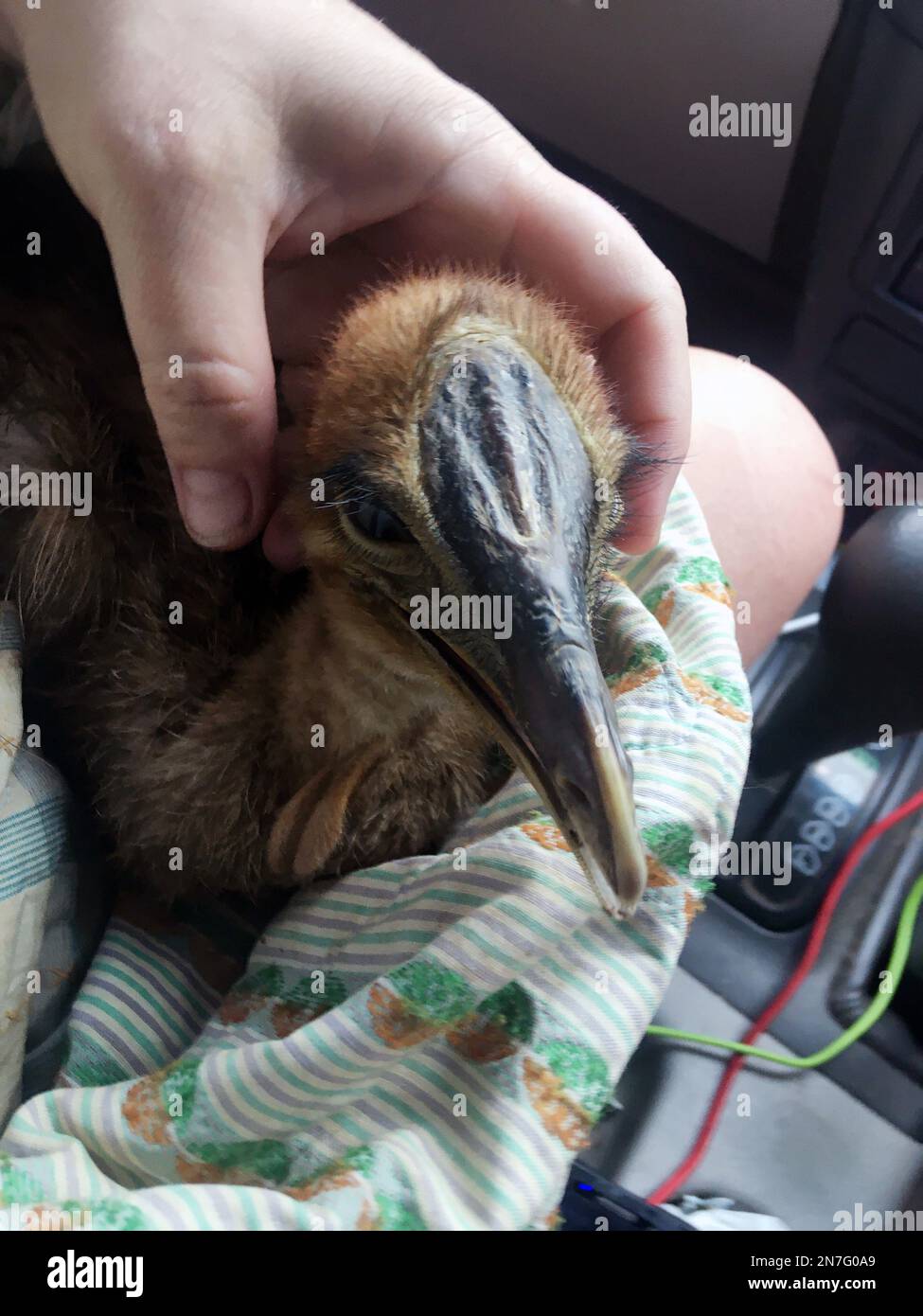 Southern cassowary chick (Casuarius johnsoni) that is very sick being rushed to the vet, Tully, far north Queensland, Australia. No MR or PR Stock Photo