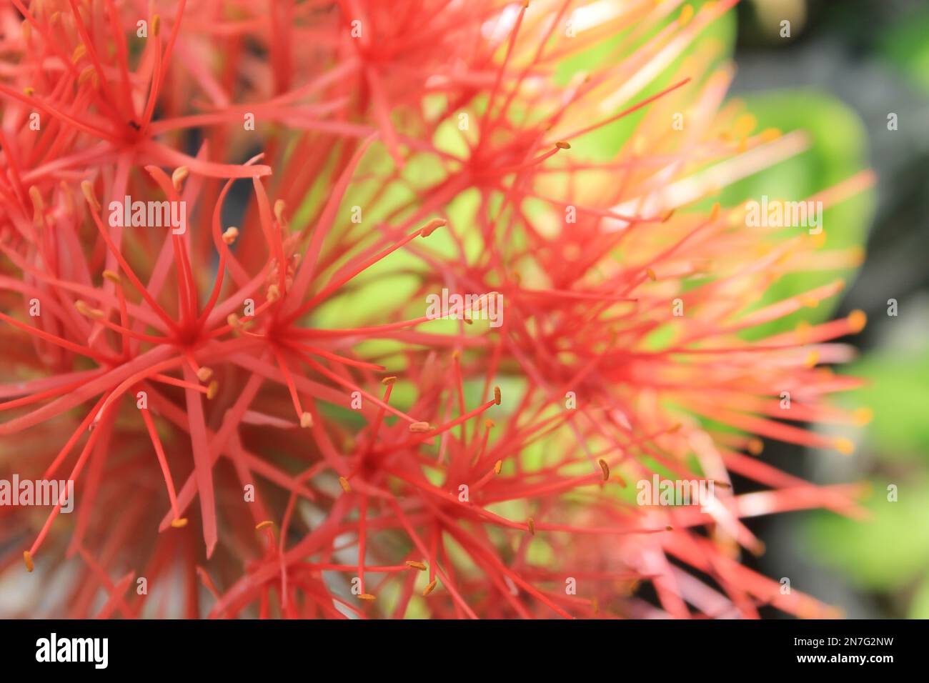Blood lily flower with blur background Stock Photo