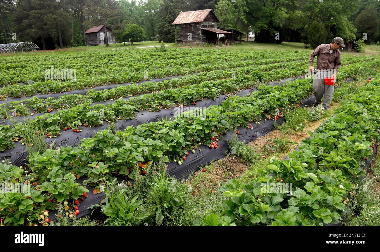 David Oakley, owner of Oakley Farm, picks fresh strawberries at his field  in Chapel Hill, N.C., Thursday, May 2, 2013. The season is ripe for picking  strawberries in some parts of North