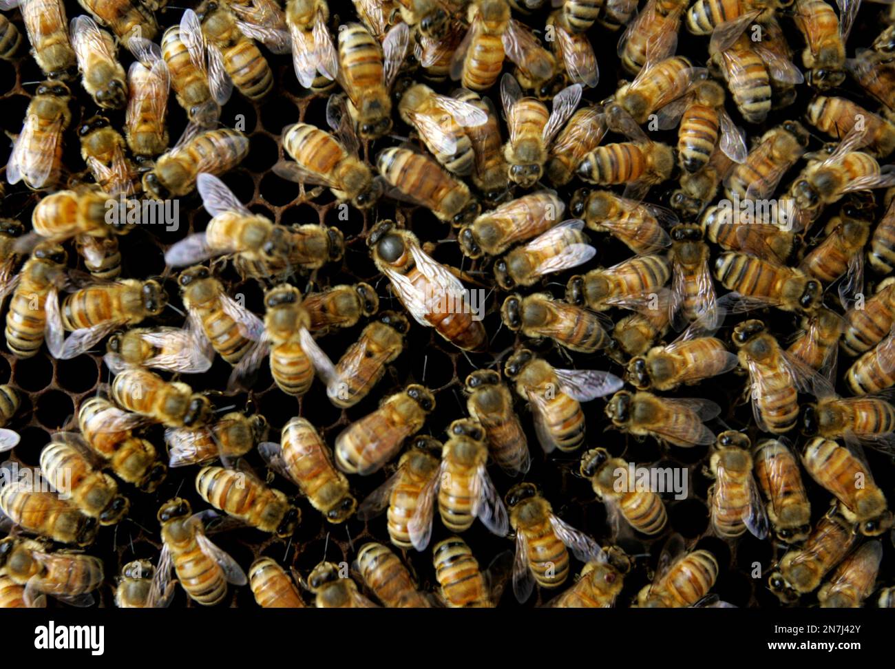 FILE This April 25, 2007 file photo shows a colony of honeybees at