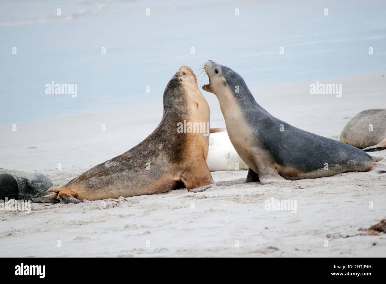 the two sea lions pups are fighting on the beach Stock Photo