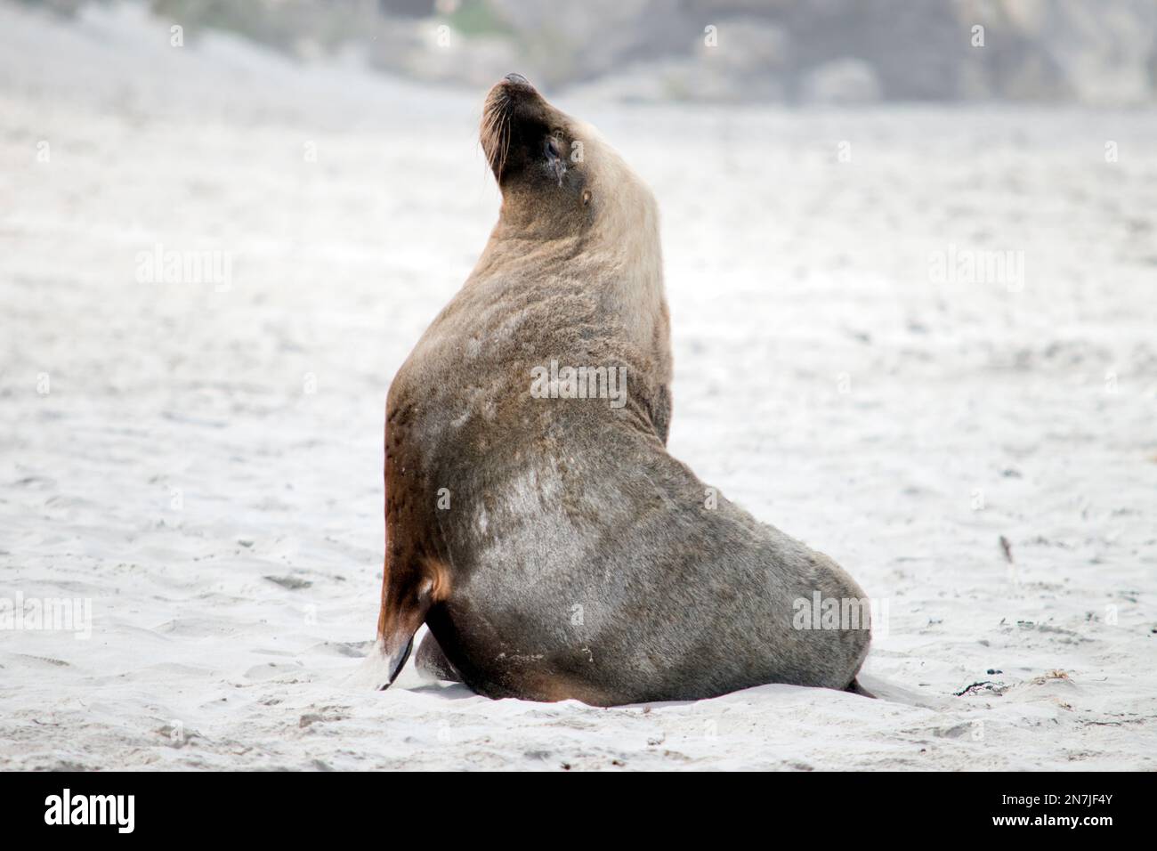 this is a male sea lion on the sand at Seal Bay Stock Photo