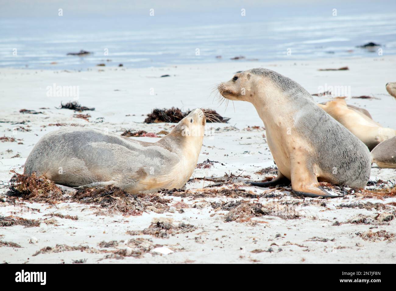 two sea lion pups playing on the beach Stock Photo