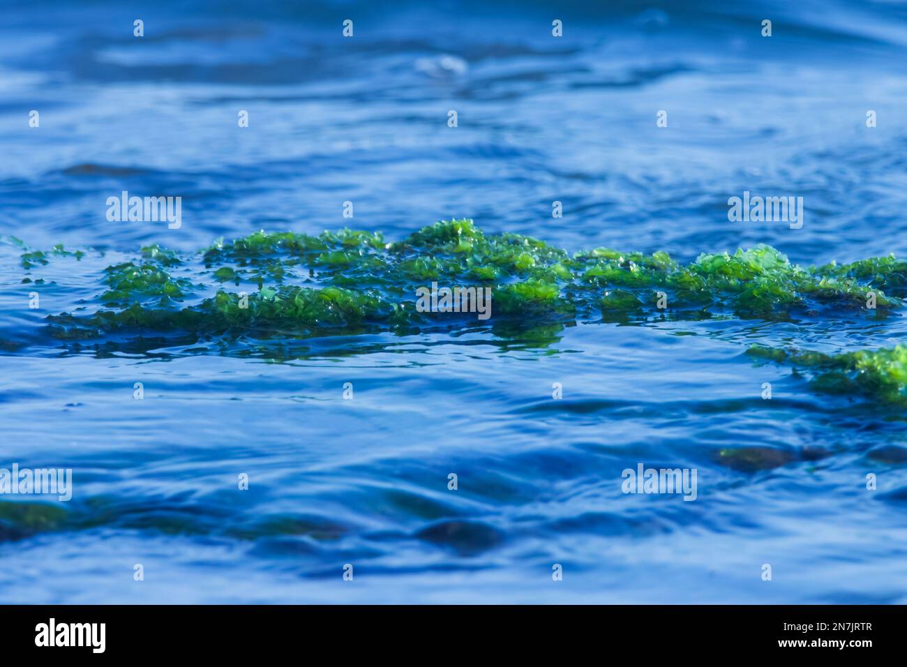 Sea moss, ocean water. Ocean moss. Green moss Stock Photo Alamy