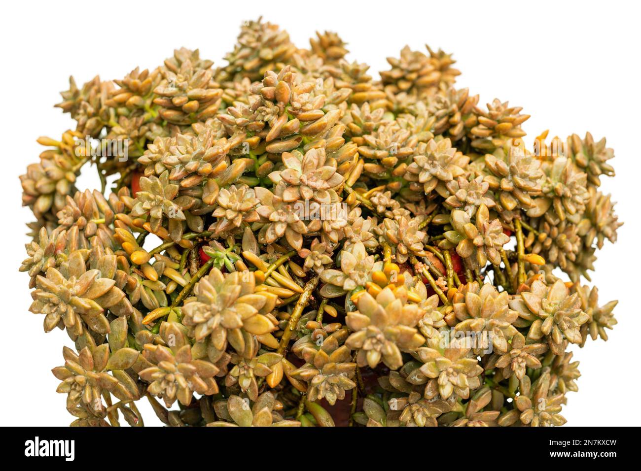 Graptosedum succulent plants closeup view Stock Photo