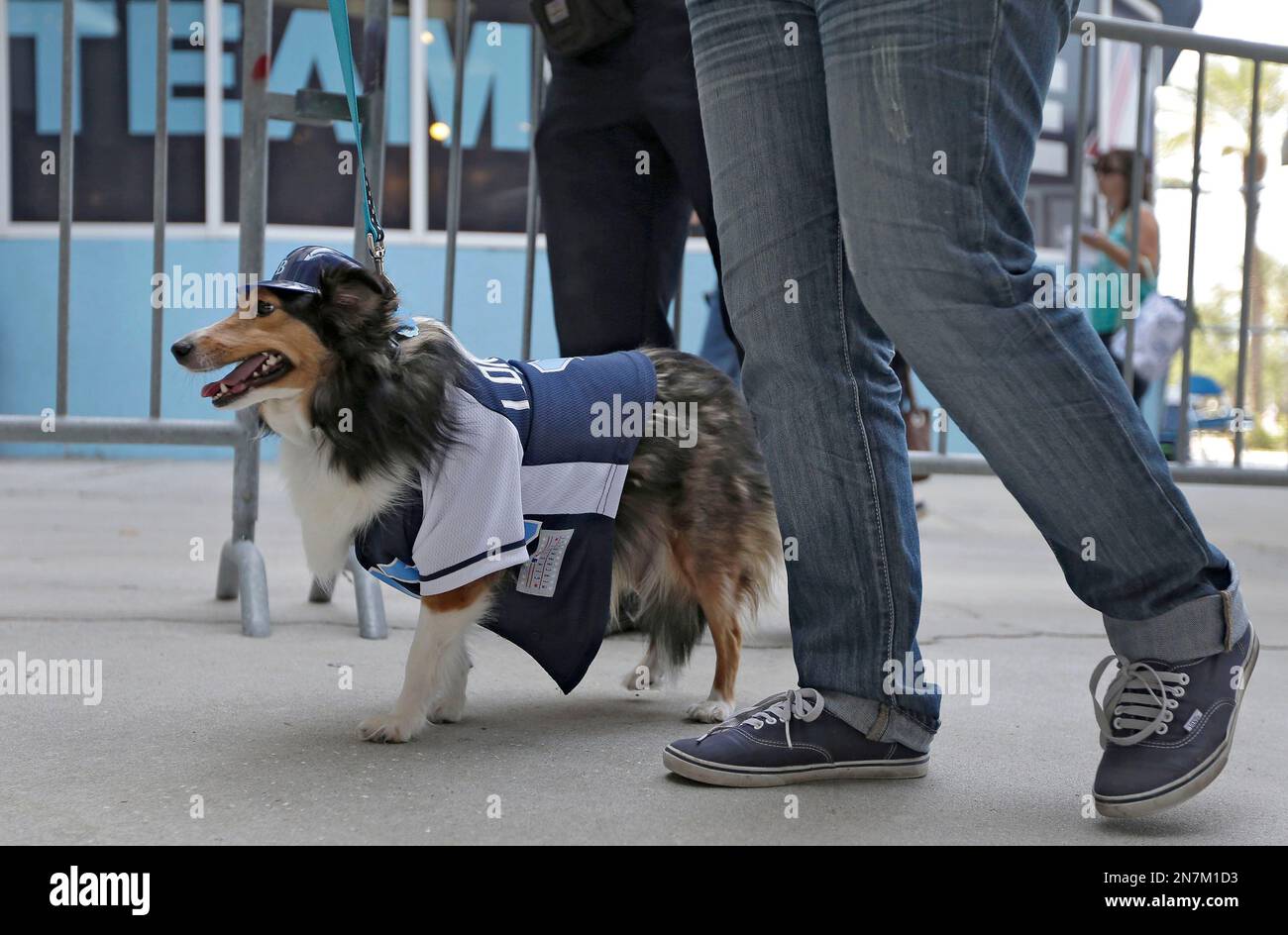 Marissa Kite, of Brandon, Fla., walks her dog Alexi into Tropicana Field  as part of Bark in the Park before a baseball game between the Tampa Bay  Rays and the Oakland Athletics