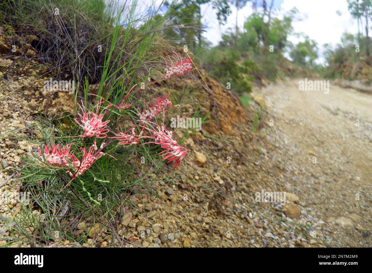 Pretty pink Grevillea sp. flowering beside Nymbool Rd, near Petford, outback Queensland, Australia Stock Photo