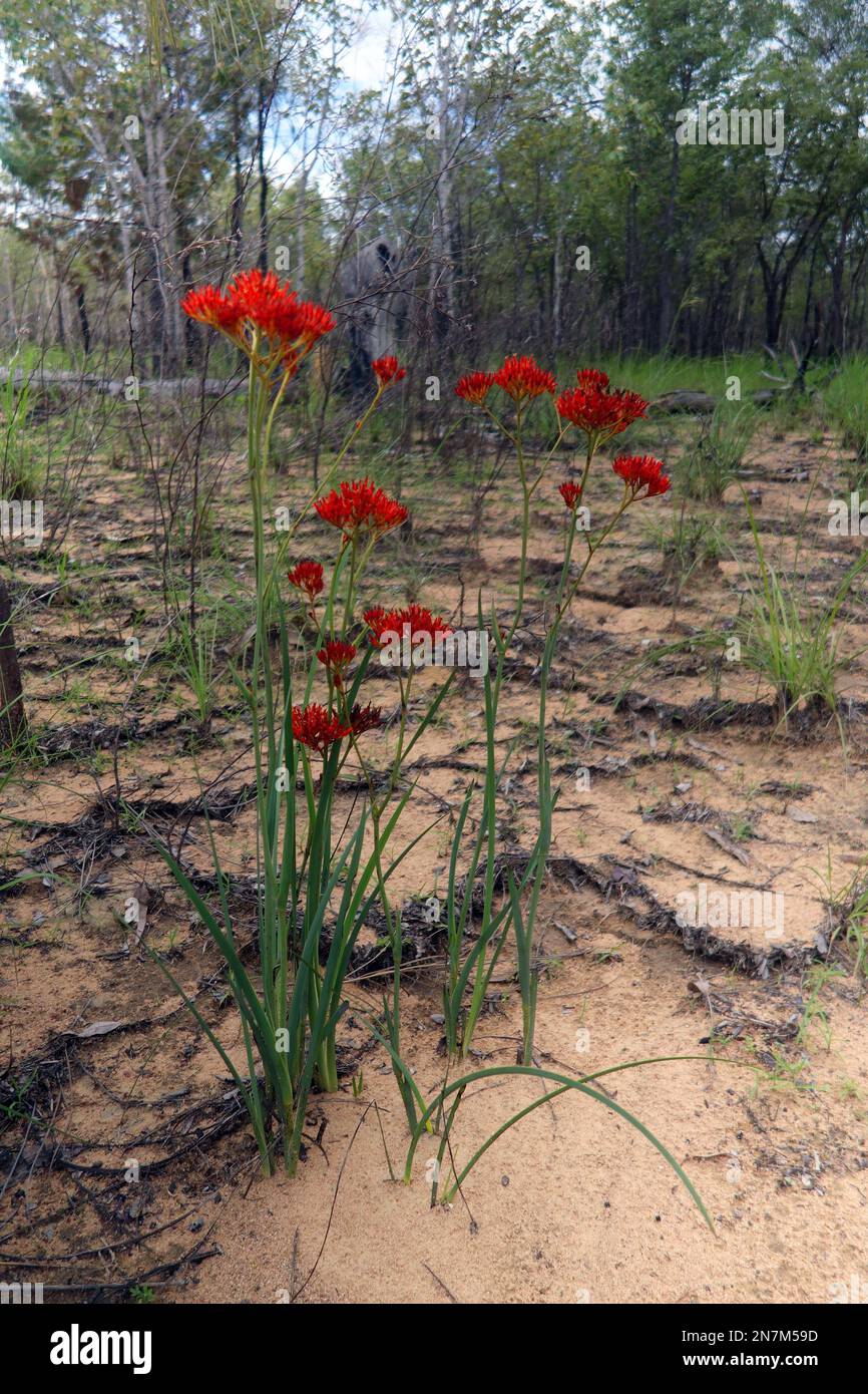 Scarlet bloodroot (Haemodorum coccineum) flowering after a bushfire, Nymbool Road,  outback Queensland, Australia. Used as a red dye by Indigenous peo Stock Photo