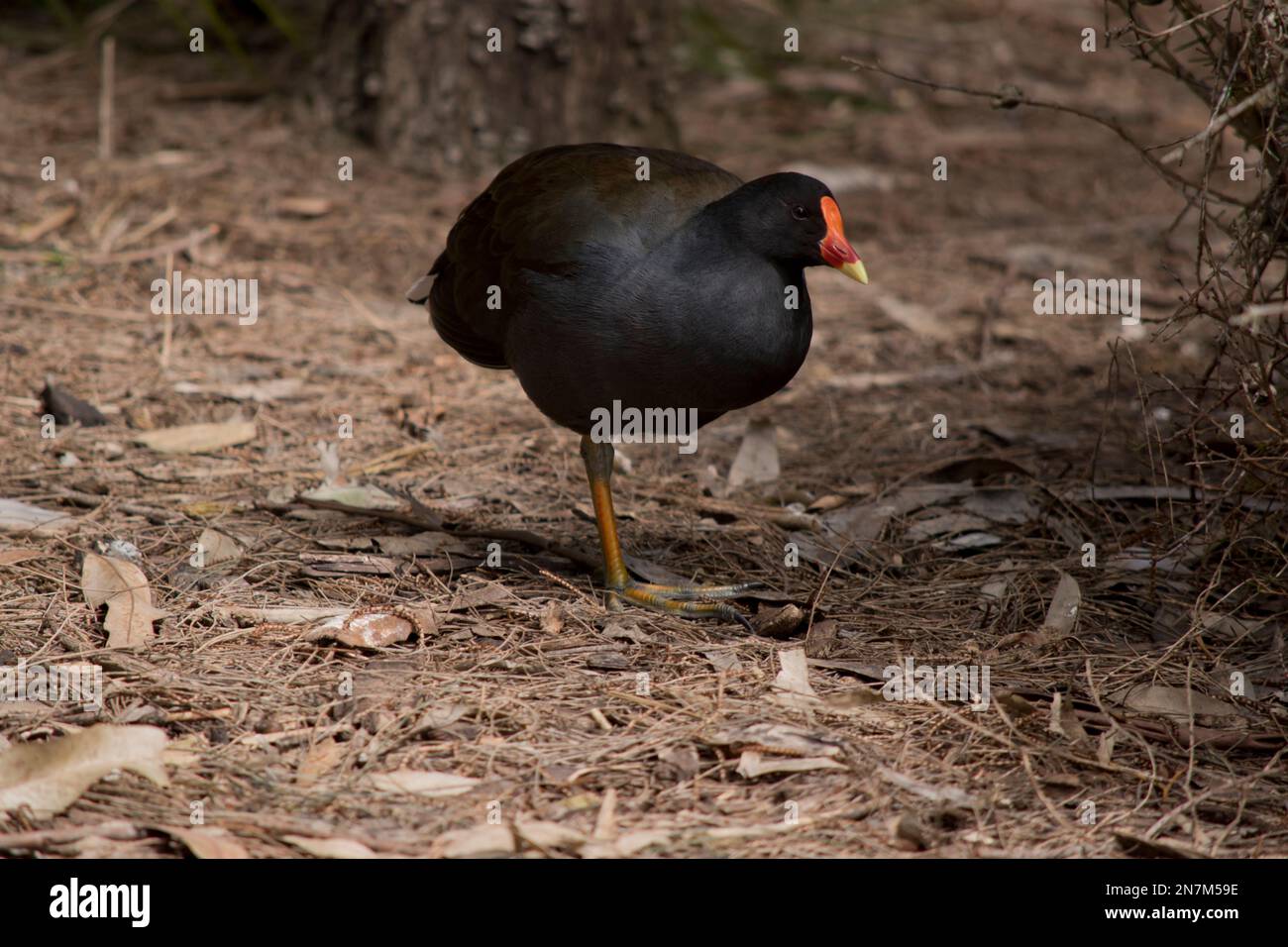 the dusky moorhen  has a red bill, red/orange frontal area on the head with a yellow tip on its beak, and a white band on the flanks its body is black Stock Photo