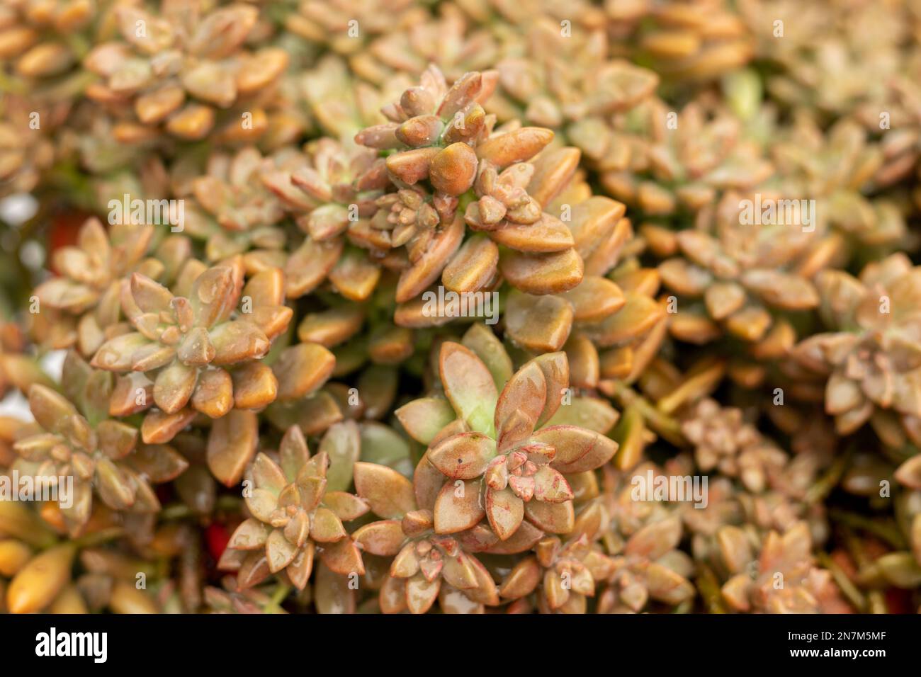 Closeup of a graptosedum succulents Stock Photo