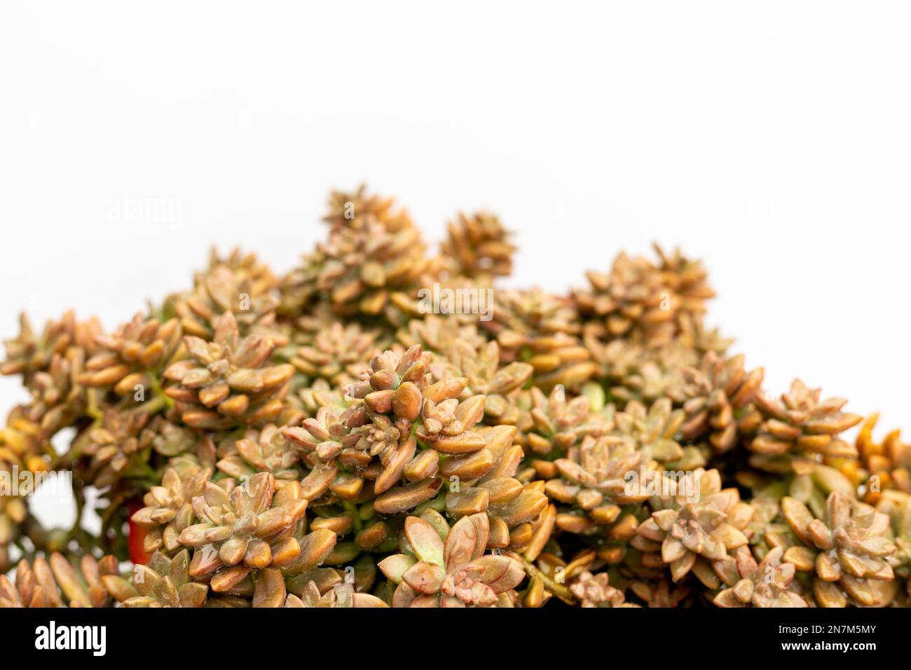 Graptosedum succulents isolated on white background Stock Photo