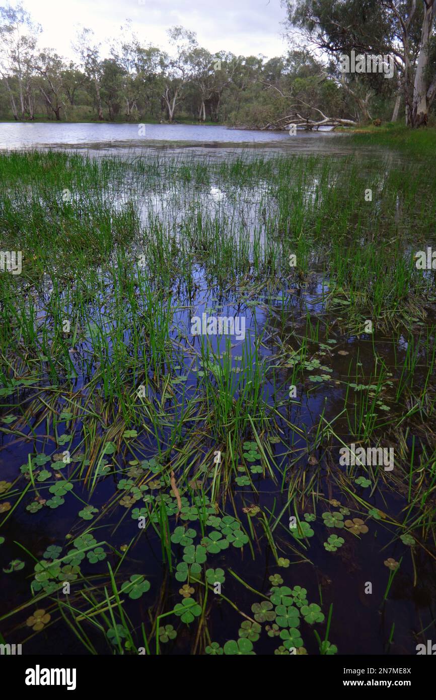 Lush native water plants including Marsilea sp. (Nardoo), Montalbion town dam, Irvinebank, Queensland, Australia Stock Photo