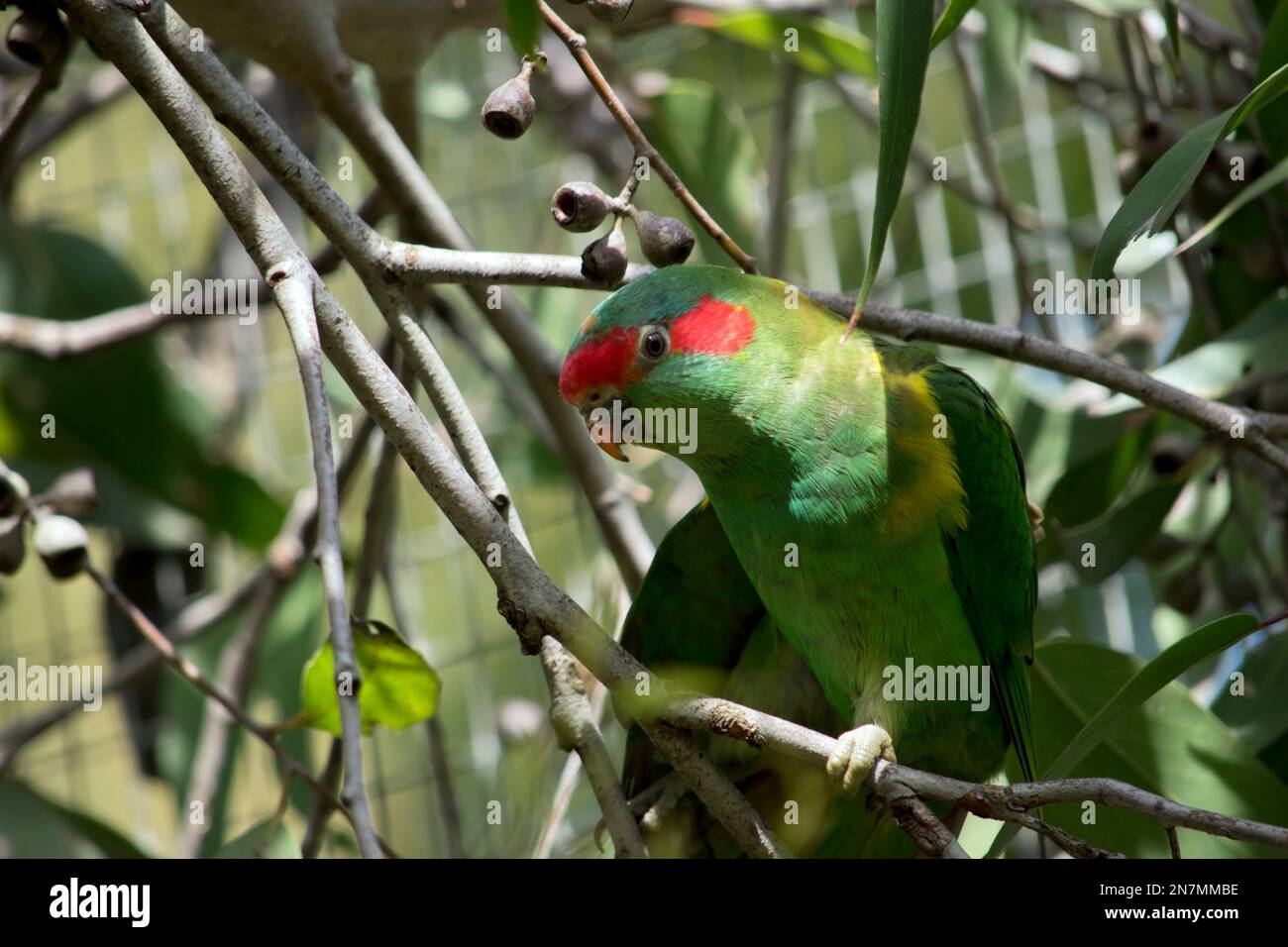 the musk lorikeet is mainly green with an orange beak and red face