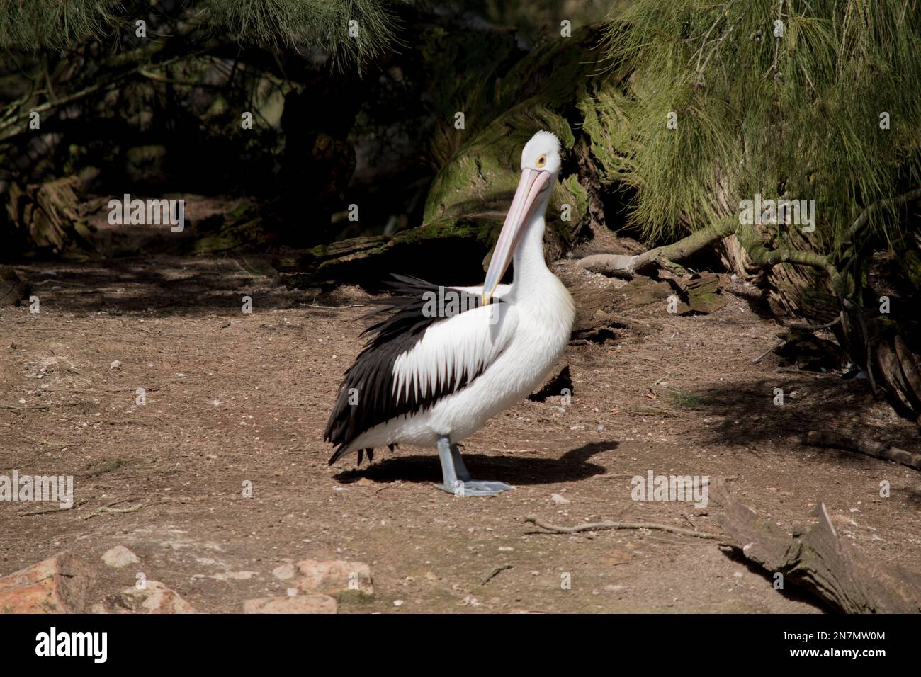 the Australian pelican has a pink bill and yellow eyes Stock Photo