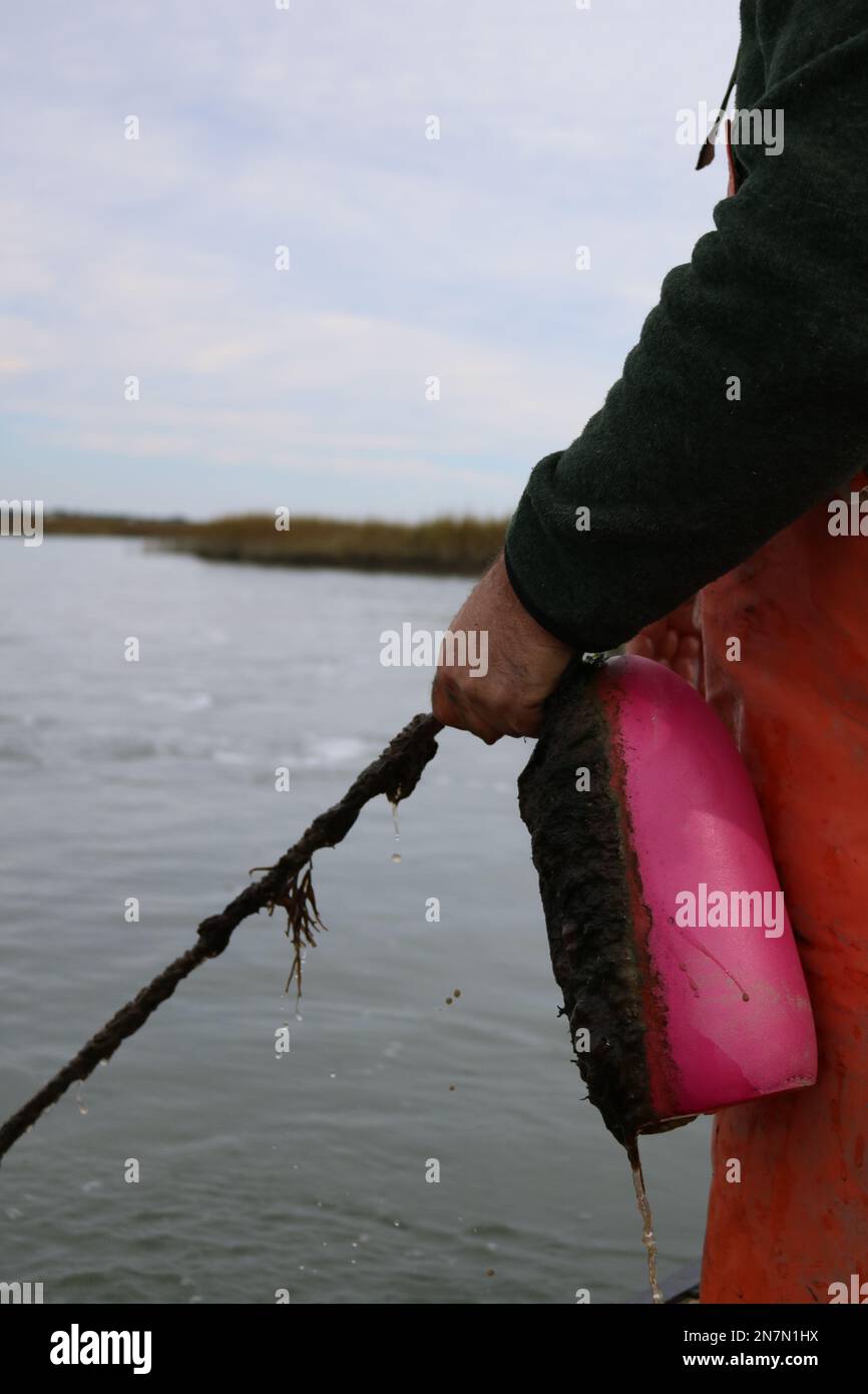 Commercial crabber pulling up a pink bouy attached to a crab trap Stock